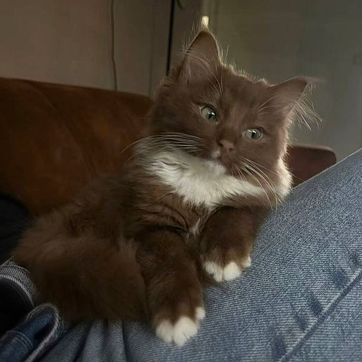 Coca joined the competition — help win amazing prizes! box, british_longhair, carnivore, cat, cat_supply, claw, comfort, couch, domestic_short_haired_cat, eye, fawn, felidae, fur, hardwood, paw, small_to_medium_sized_cats, snout, tail, terrestrial_animal, whiskers