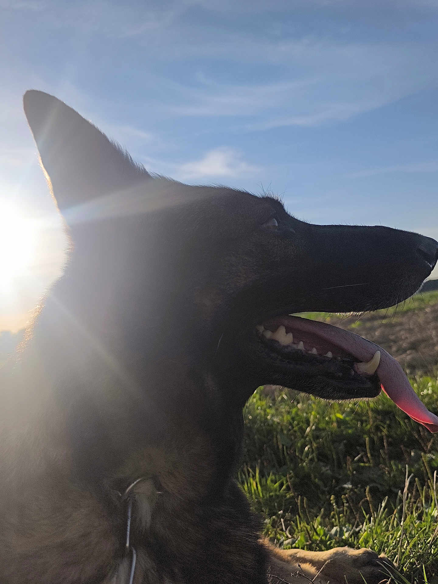 Niagara a rejoint le concours — aidez-le/la à gagner de superbes lots ! dog, animal, outdoor, sunlight, grass, pet, tongue_out, profile, nature, sky, canine, sunflare, field, muzzle, ears, collar, daylight, relaxed, closeup, happy