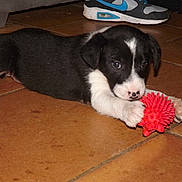 Oreo a rejoint le concours — aidez-le/la à gagner de superbes lots !