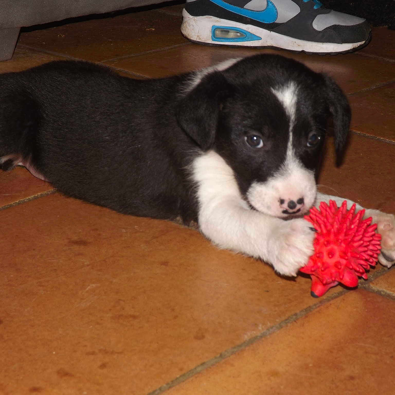 Oreo