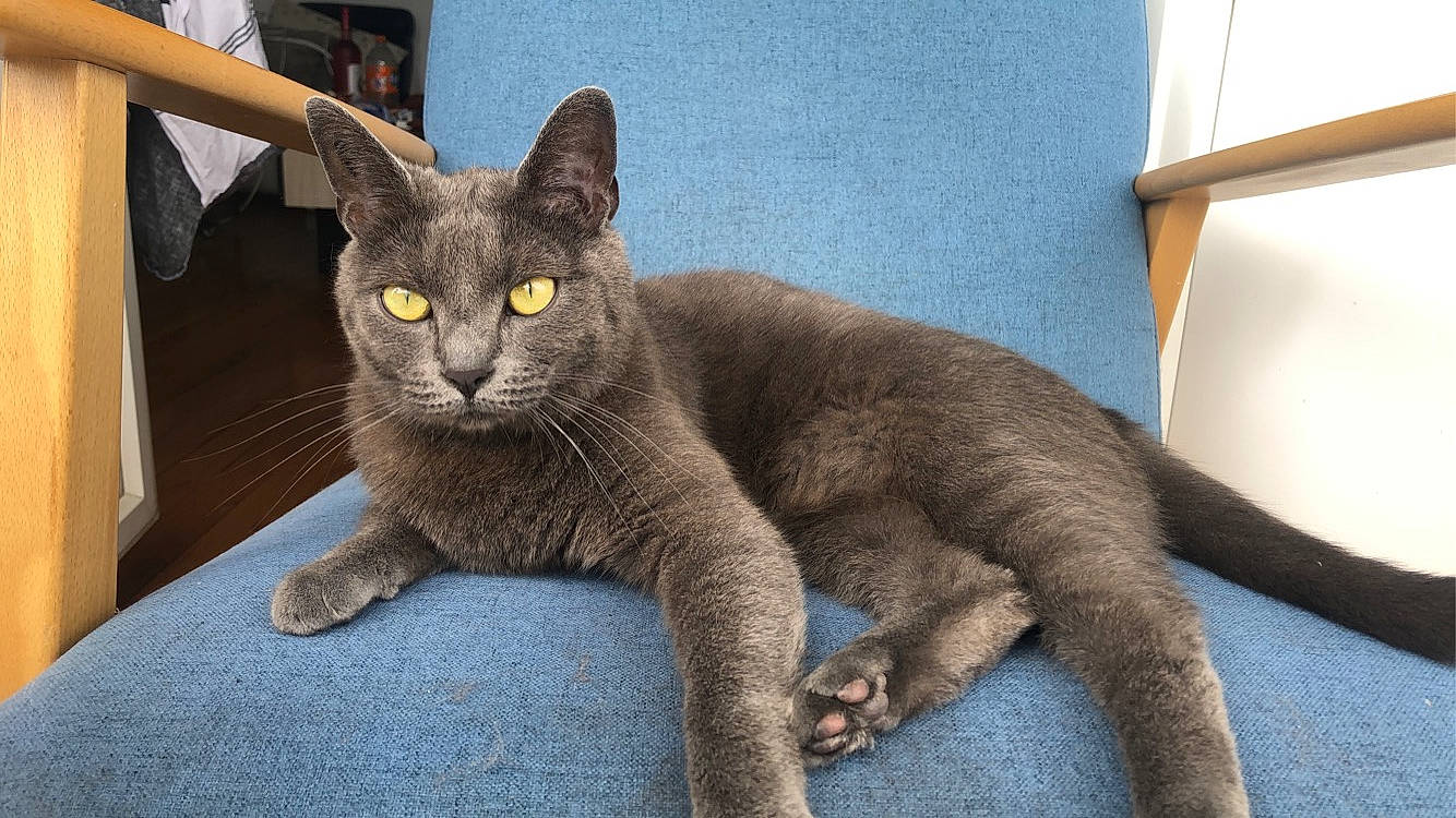 Akela participe au concours pour gagner de l'argent avec cette photo : carnivore, cat, claw, comfort, domestic_short_haired_cat, eye, felidae, fur, grey, havana_brown, leg, russian_blue, sitting, small_to_medium_sized_cats, snout, tail, terrestrial_animal, whiskers, window