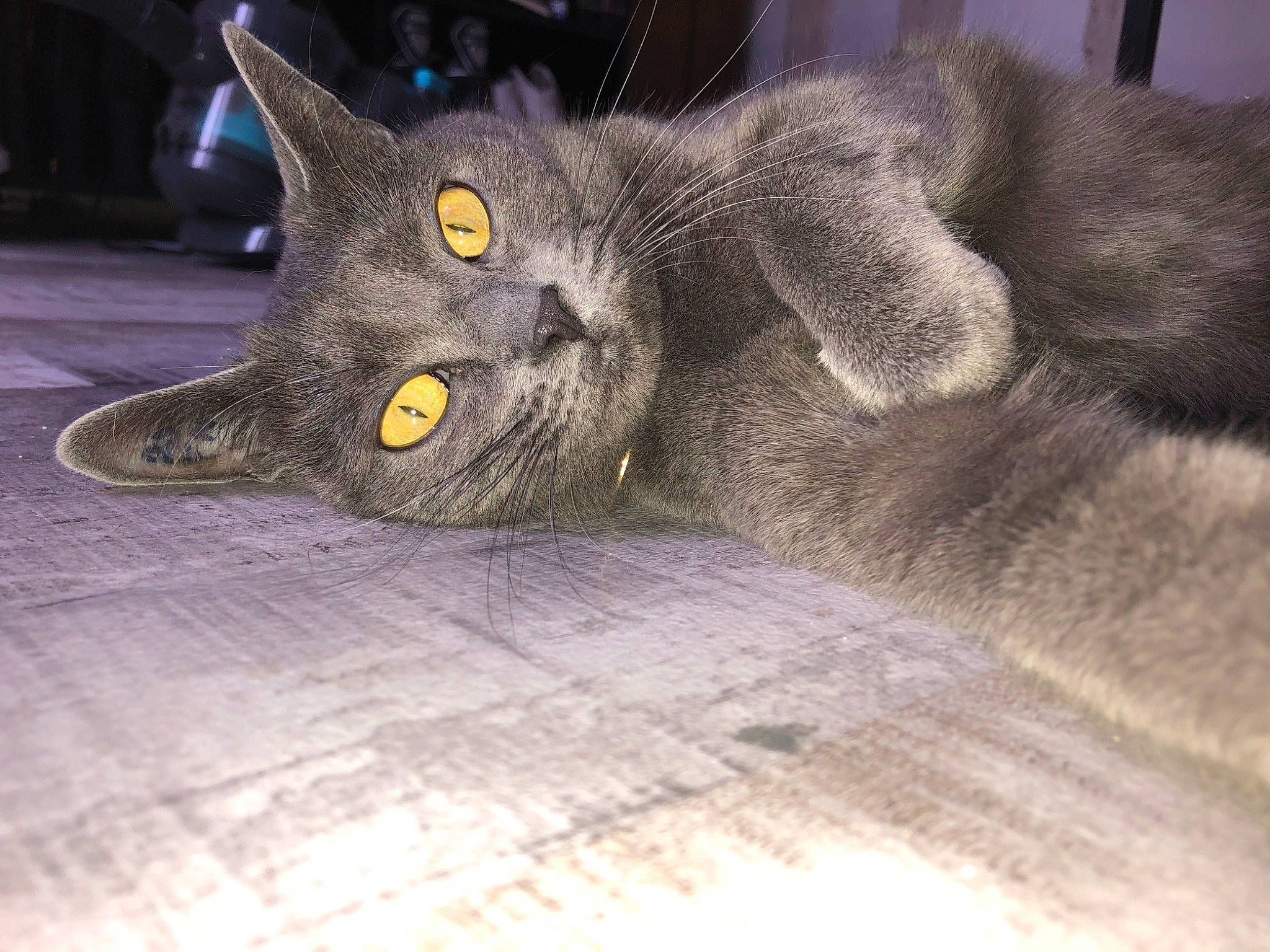 Akela a rejoint le concours — aidez-le/la à gagner de superbes lots ! black_cat, carnivore, cat, claw, domestic_short_haired_cat, electric_blue, eye, felidae, flooring, fur, grey, hardwood, paw, russian_blue, small_to_medium_sized_cats, snout, tail, whiskers, wood