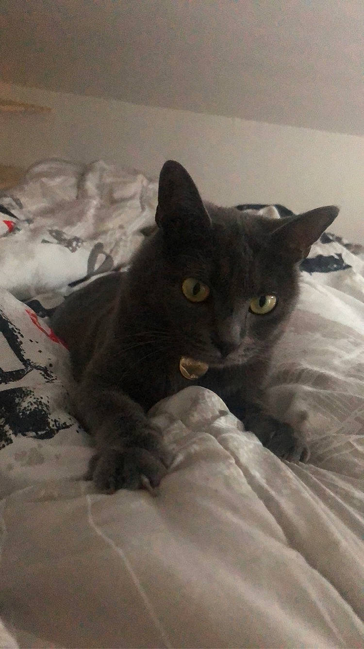 Akela participe au concours pour gagner de l'argent avec cette photo : bed, bedding, black_cat, carnivore, cat, cat_supply, comfort, domestic_short_haired_cat, felidae, fur, grey, linens, room, small_to_medium_sized_cats, snout, tail, whiskers