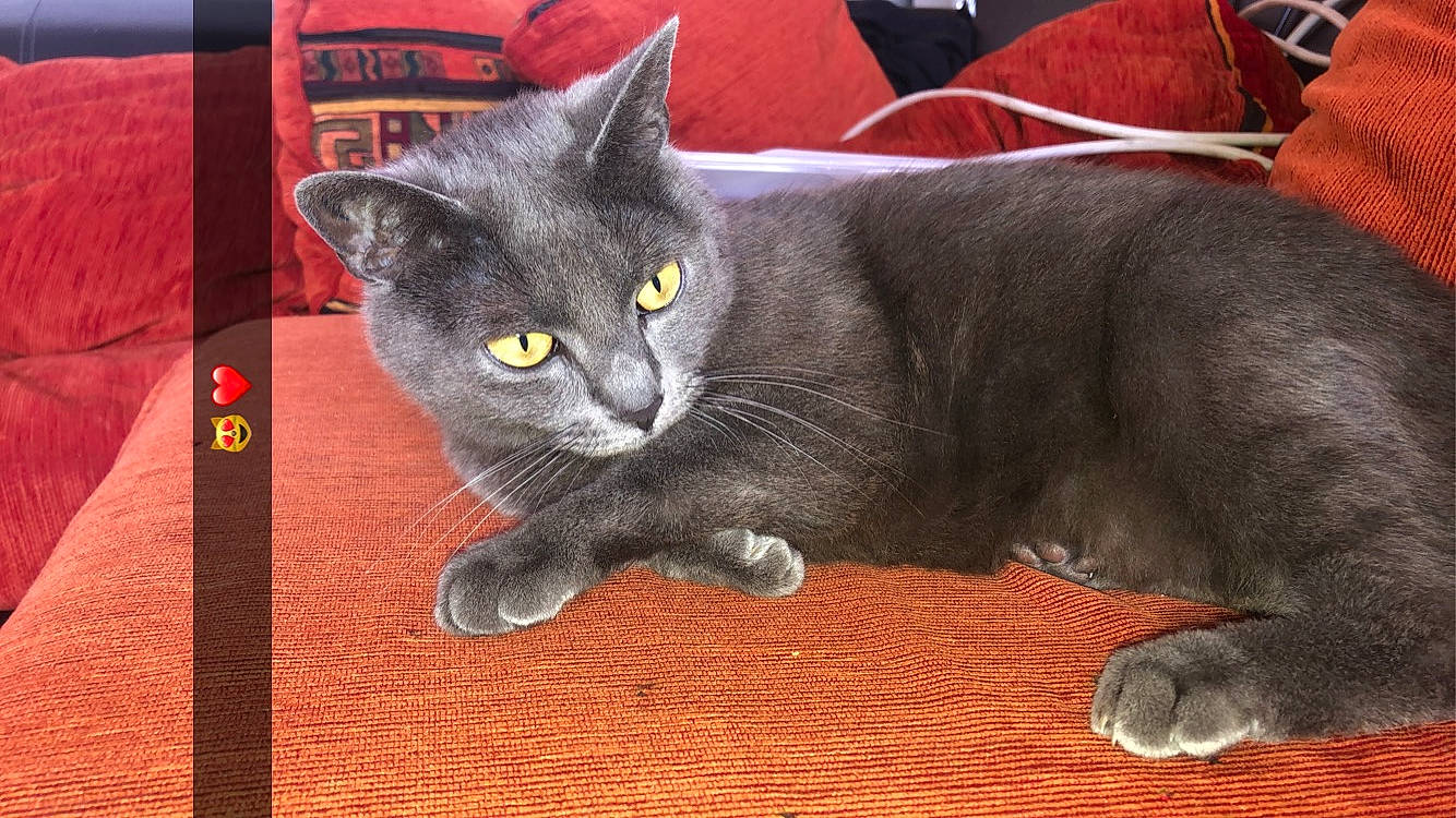 Akela participe au concours pour gagner de l'argent avec cette photo : black_cat, carnivore, cat, cat_toy, domestic_short_haired_cat, felidae, fur, grey, paw, photo_caption, sitting, small_to_medium_sized_cats, snout, tail, terrestrial_animal, whiskers