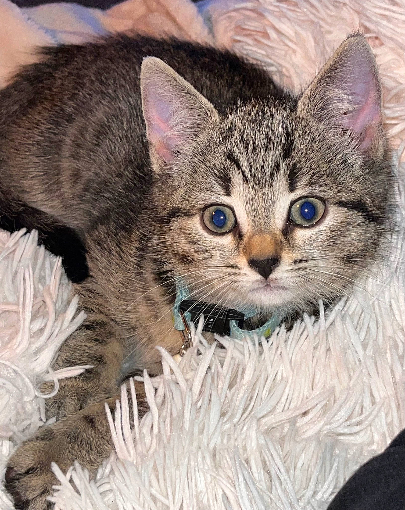 Kenzo participe au concours pour gagner de l'argent avec cette photo : art, carnivore, cat, domestic_short_haired_cat, drawing, felidae, fur, grass, illustration, paint, painting, paw, photo_caption, small_to_medium_sized_cats, snout, terrestrial_animal, whiskers, wildlife, window