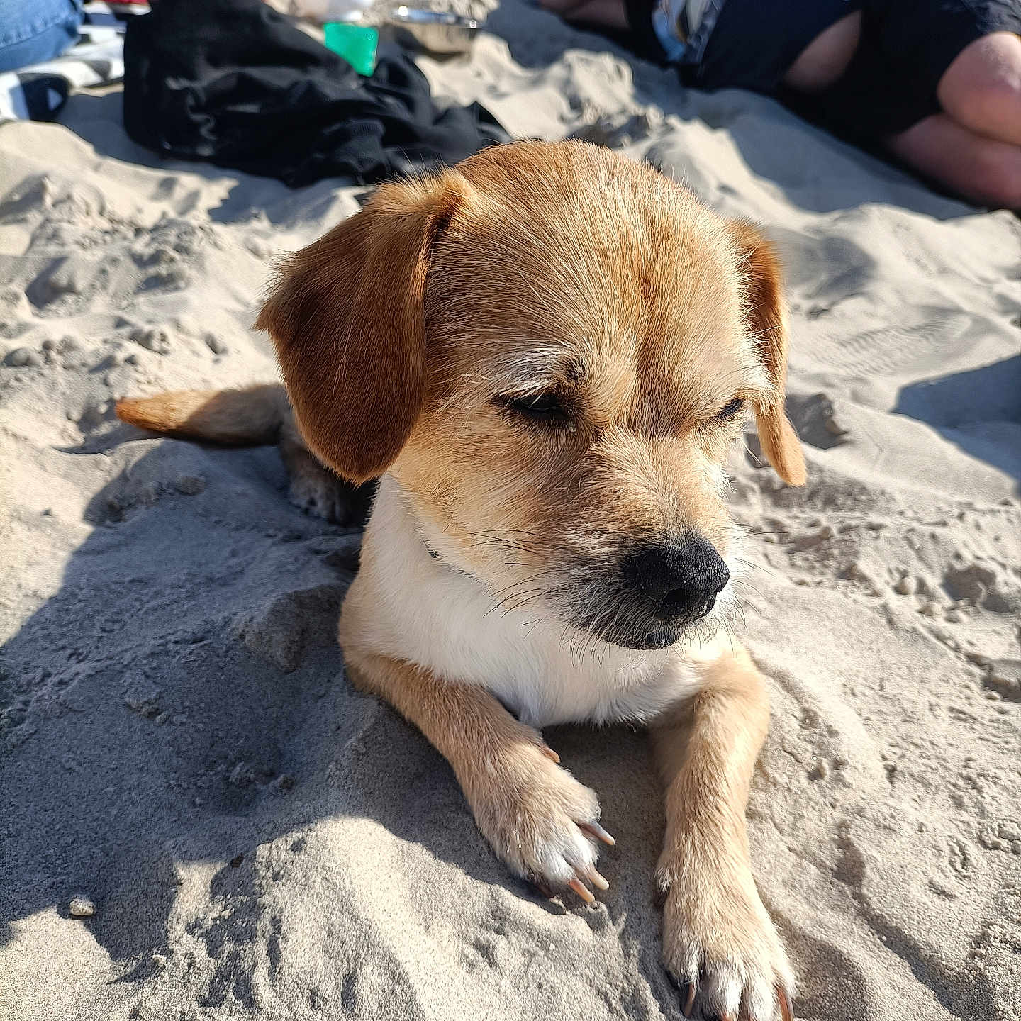 Arès a rejoint le concours — aidez-le/la à gagner de superbes lots ! beach, brown_fur, casual_clothing, close_up, dog, leisure, lying_down, outdoor, paw, person, relaxing, sand, shadow, sitting, small_dog, snout, summer, sunlight, vacation, white_fur