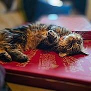 Berlioz joined the competition — help win amazing prizes! animal, blurred_background, cat, close_up, collar, cozy, curious, cute, fluffy, fur, indoor, lying_down, pet, pizza_box, playful, relaxed, resting, soft_focus, tabby, whiskers