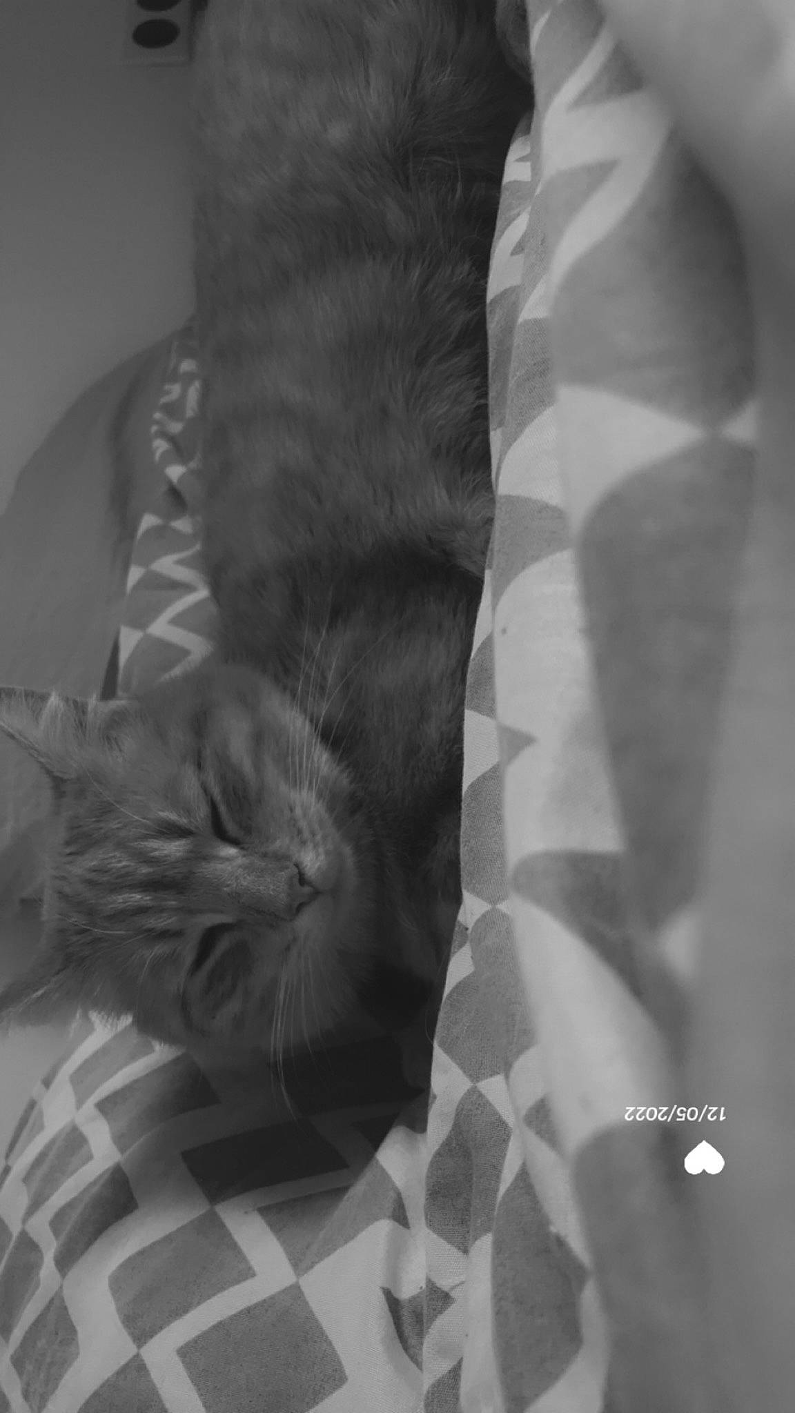 Youky participe au concours pour gagner de l'argent avec cette photo : black_and_white, black_cat, carnivore, cat, comfort, felidae, foot, gesture, grey, human_leg, leg, linens, monochrome, monochrome_photography, small_to_medium_sized_cats, snout, style, tail, whiskers, window