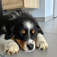 Aïko a rejoint le concours — aidez-le/la à gagner de superbes lots ! puppy, dog, sleeping, floor, tile, black, white, brown, fur, paw, nose, indoor, home, resting, cute, animal, pet, calm, closeup, young