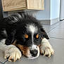 puppy, dog, sleeping, floor, tile, black, white, brown, fur, paw, nose, indoor, home, resting, cute, animal, pet, calm, closeup, young