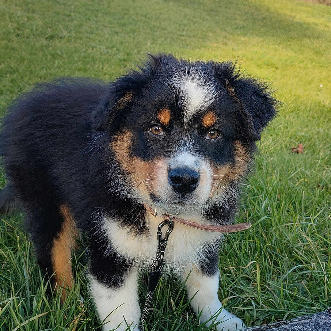 Aïko participe au concours pour gagner de l'argent avec cette photo : alert, animal, collar, cute, daylight, dog, ears, fur, grass, hill, leash, muzzle, nature, outdoor, pet, puppy, sky, tree, tricolor, young