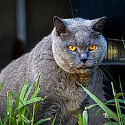 Vasco participe au concours pour gagner de l'argent avec cette photo : animal, background, cat, close_up, curious, cute, face, fur, grass, gray_cat, greenery, mammal, nature, outdoor, pet, portrait, tongue, whiskers, wildlife, yellow_eyes