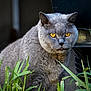 animal, background, cat, close_up, curious, cute, face, fur, grass, gray_cat, greenery, mammal, nature, outdoor, pet, portrait, tongue, whiskers, wildlife, yellow_eyes