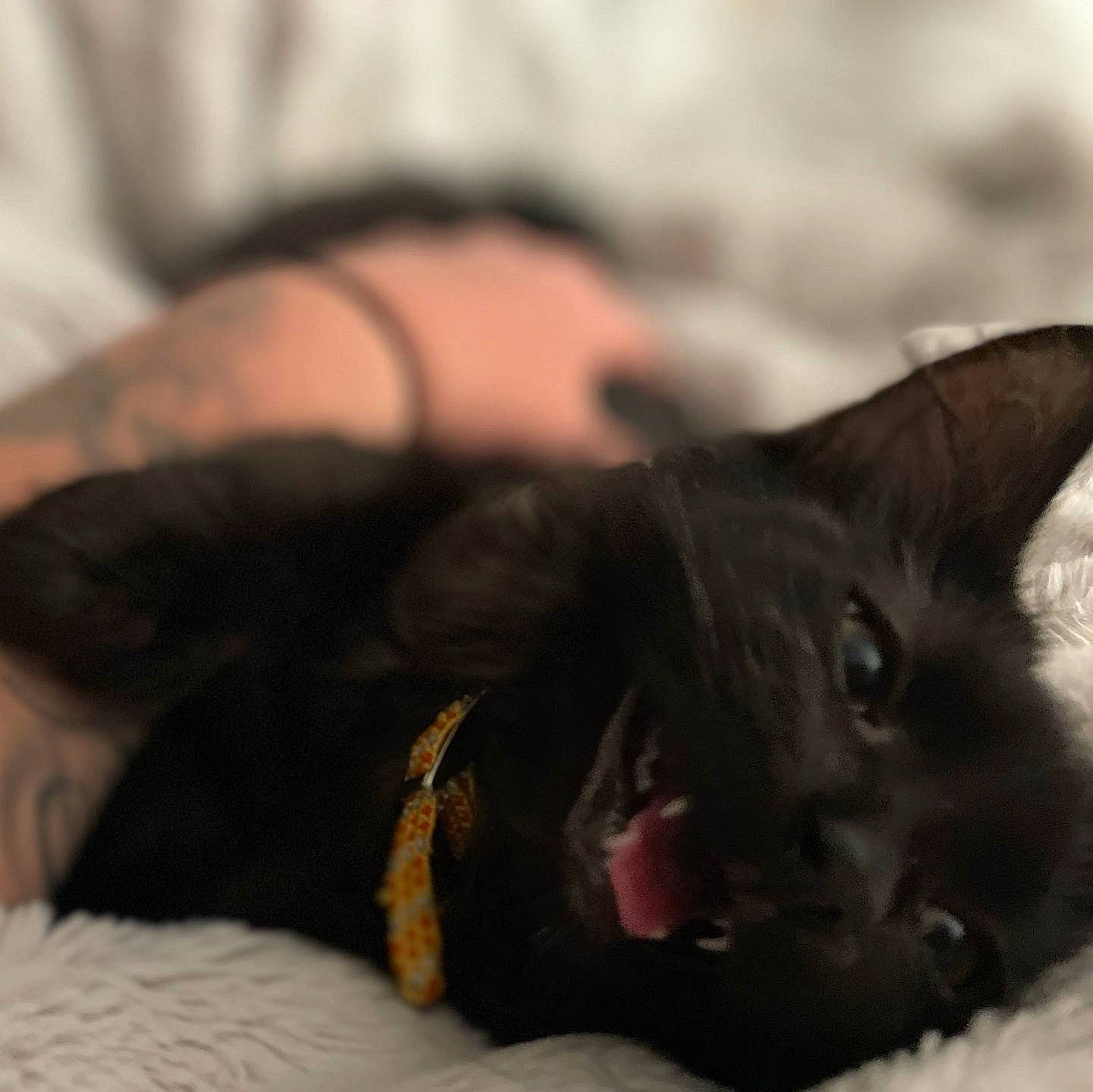 Spoof is registered to the contest to win money with this photo: black_cat, bombay, canidae, carnivore, cat, cat_supply, claw, comfort, dog_breed, domestic_short_haired_cat, ear, felidae, fur, gesture, liver, paw, small_to_medium_sized_cats, snout, whiskers, yawn