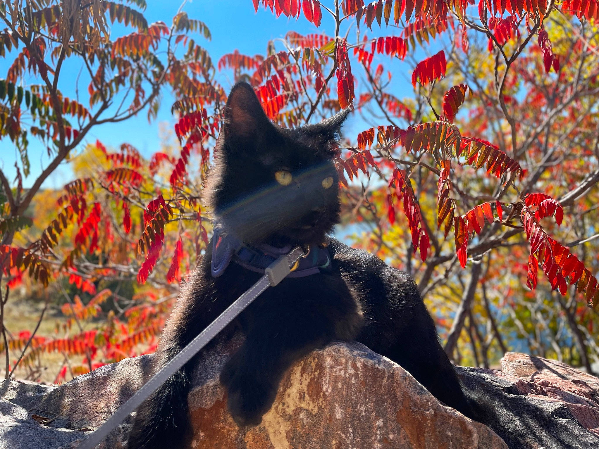 Spoof joined the competition — help win amazing prizes! art, branch, carnivore, cat, deciduous, felidae, leaf, people_in_nature, plant, sky, small_to_medium_sized_cats, sunlight, tail, tints_and_shades, tree, trunk, twig, whiskers, wood, woody_plant
