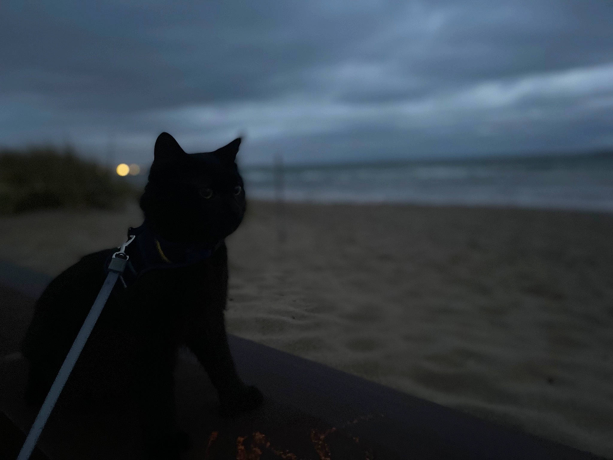 Spoof joined the competition — help win amazing prizes! beach, bombay, carnivore, cat, cloud, darkness, dog_breed, felidae, grey, horizon, landscape, ocean, sand, sky, small_to_medium_sized_cats, snout, water, whiskers, wood, working_animal