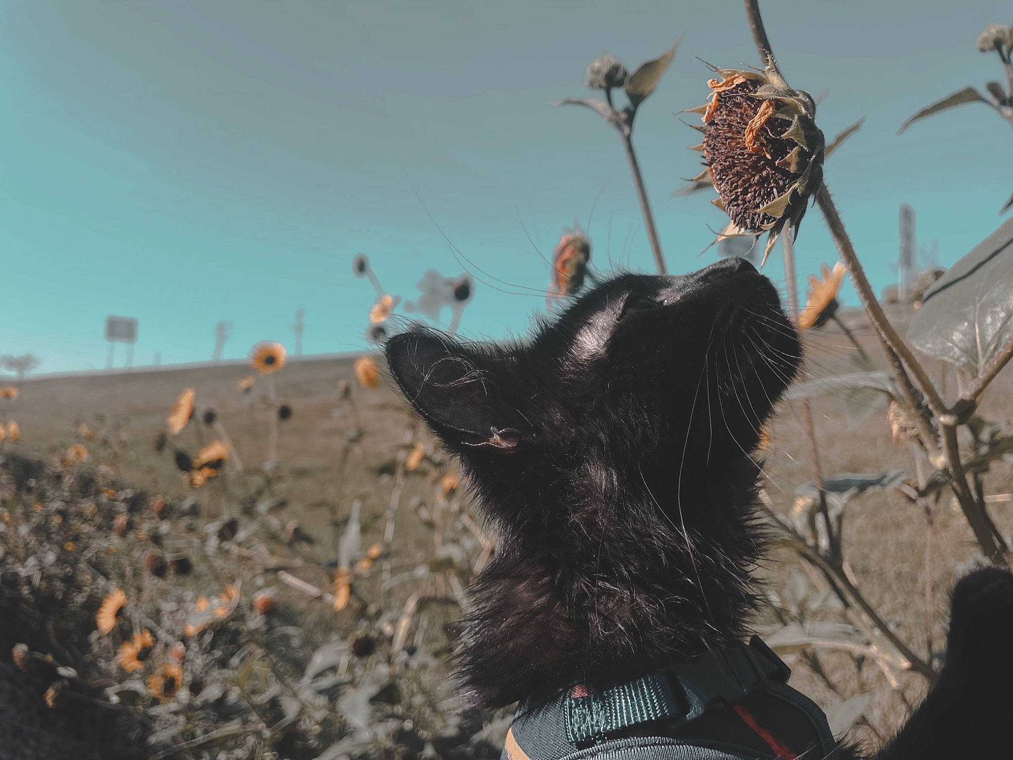 Spoof joined the competition — help win amazing prizes! canidae, dog_breed, feather, felidae, fur, gesture, grass, landscape, plant, plant_stem, rock, shadow, sky, small_to_medium_sized_cats, soil, sporting_group, tail, twig, whiskers, wood