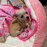 Wendy joined the competition — help win amazing prizes! puppy, dog, blanket, pink, tan, white, cute, cozy, pet_bed, floor, small, fur, animal, indoor, young, curious, ears, paw, resting, looking_up