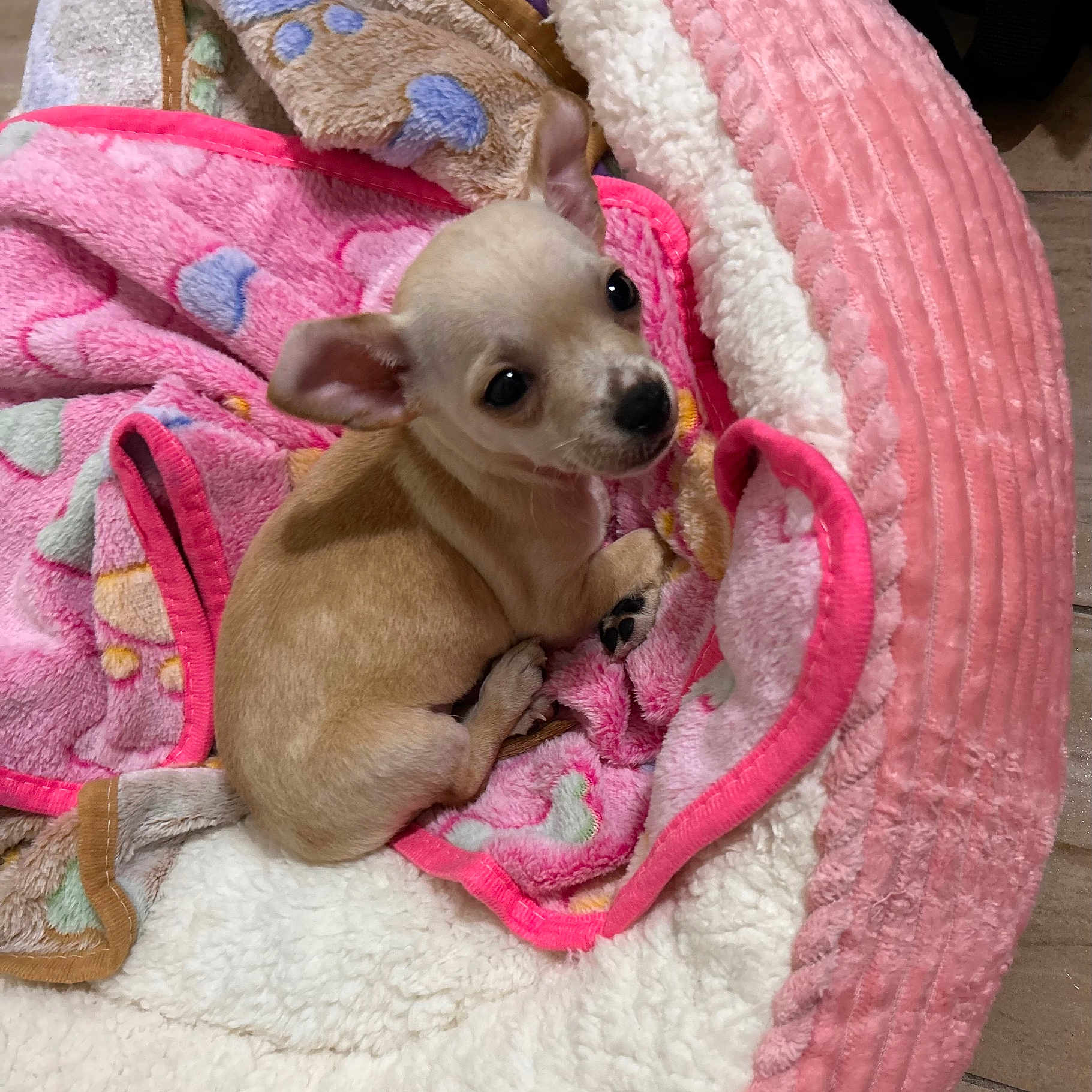 Wendy joined the competition — help win amazing prizes! animal, blanket, cozy, curious, cute, dog, ears, floor, fur, indoor, looking_up, paw, pet_bed, pink, puppy, resting, small, tan, white, young
