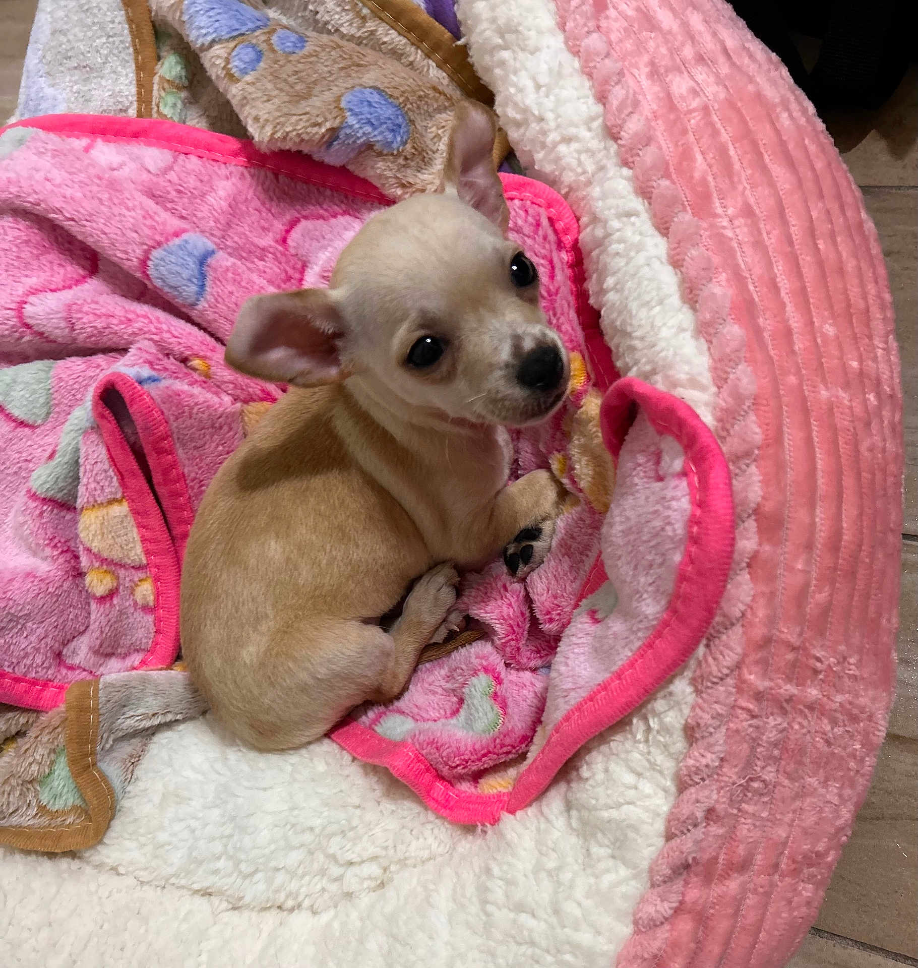 Wendy joined the competition — help win amazing prizes! puppy, dog, blanket, pink, tan, white, cute, cozy, pet_bed, floor, small, fur, animal, indoor, young, curious, ears, paw, resting, looking_up