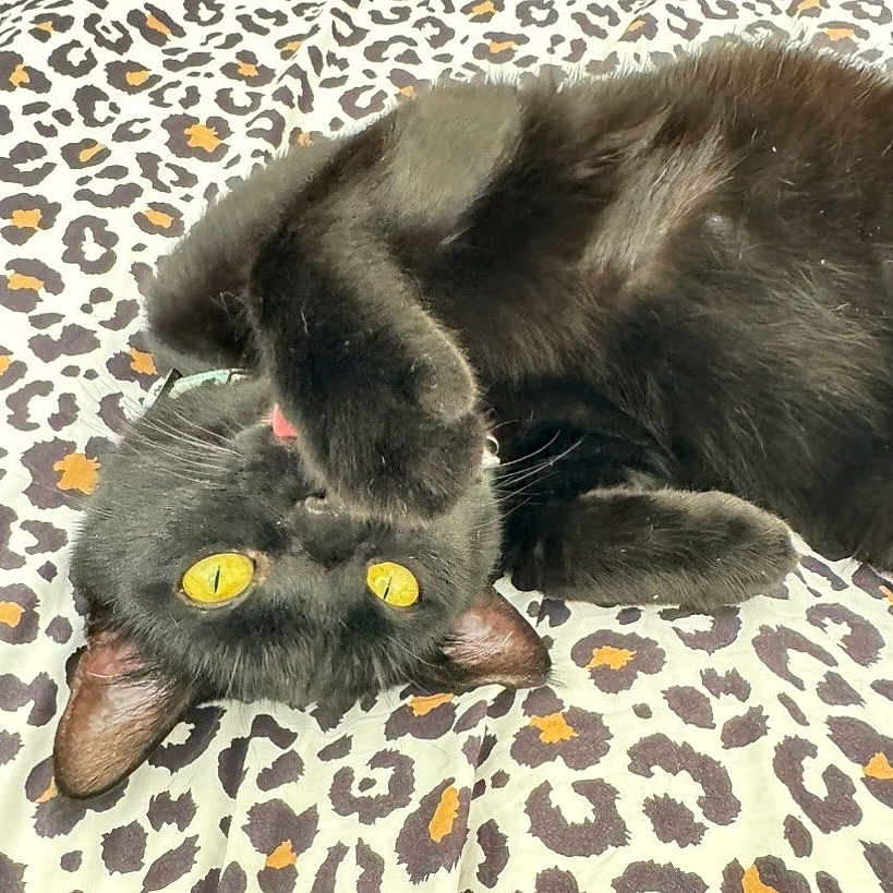 Selene Moon Glow is registered to the contest to win money with this photo: black_cat, cat, pet, animal, yellow_eyes, leopard_print, blanket, fur, cute, playful, lying_down, indoor, whiskers, paw, ears, relaxed, domestic_cat, feline, upside_down, close_up