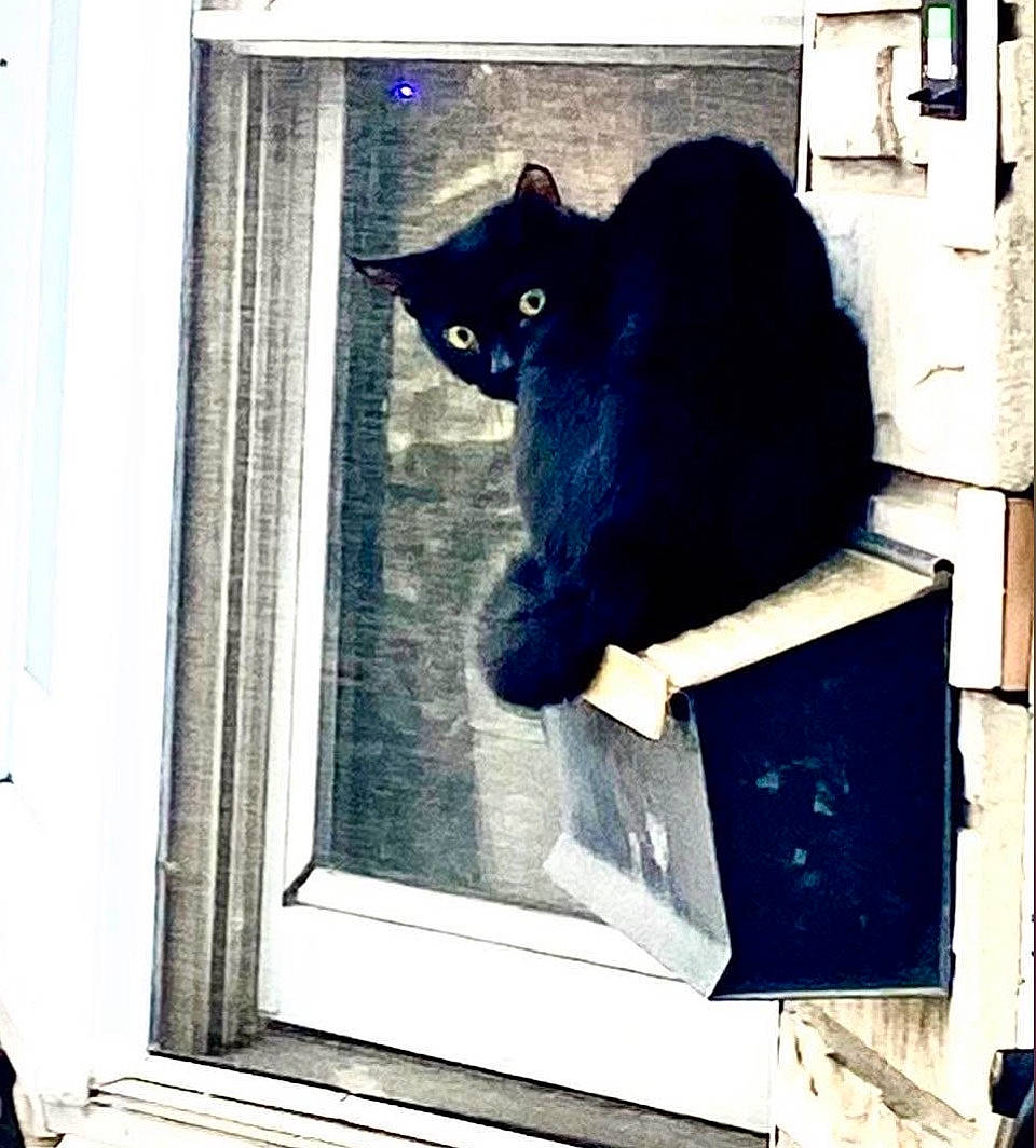 Selene Moon Glow is registered to the contest to win money with this photo: alert, animal, black_cat, blue_eyes, cardboard_box, cat, close_up, curious, dark_fur, daylight, glass, home, indoors, perched, pet, portrait, reflection, sitting, window, wood