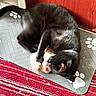 Selene Moon Glow is registered to the contest to win money with this photo: black_cat, toy_mouse, playful, mat, paw_prints, red_carpet, striped_carpet, wooden_door, floor, indoor, pet, animal, feline, blur, motion, closeup, domestic_cat, playing, cute, household