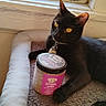 black_cat, catnip, cat, pet_bed, window, yellow_eyes, sunlight, indoor, cozy, relaxed, animal, feline, curious, jar, label, collar, whiskers, paw, resting, domestic_cat