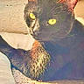 Selene Moon Glow is registered to the contest to win money with this photo: cat, black_cat, pet, animal, feline, sunlight, eyes, whiskers, fur, indoors, carpet, relaxing, cozy, window, resting, closeup, portrait, cute, domestic_cat, sleepy