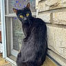 Selene Moon Glow joined the competition — help win amazing prizes! cat, black_cat, animal, pet, feline, golden_eyes, sitting, portrait, outdoor, porch, window, brick_wall, wooden_surface, black_fur, whiskers, ears, alert, looking_at_camera, home_exterior, daylight