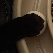 Selene Moon Glow is registered to the contest to win money with this photo: cat, paw, black_cat, close_up, animal, pet, feline, soft, fur, claw, container, beige, plastic, indoor, resting, dark, shadow, texture, animal_limb, closeup