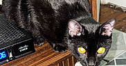 Selene Moon Glow is registered to the contest to win money with this photo: black_cat, cat, pet, animal, indoor, wooden_shelf, cisco_device, yellow_eyes, curious, feline, fur, ears, whiskers, floor_tiles, corner, house, domestic, close_up, looking, mischievous