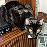 black_cat, cat, pet, animal, indoor, wooden_shelf, cisco_device, yellow_eyes, curious, feline, fur, ears, whiskers, floor_tiles, corner, house, domestic, close_up, looking, mischievous