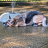 dog, german_shepherd, park, water_fountain, wet_surface, concrete, outdoor, trees, grass, sunlight, relaxed, animal, pet, nature, spray, cooling_off, canine, fence, daytime, resting