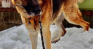 Dillinger Atticuss joined the competition — help win amazing prizes! dog, german_shepherd, snow, leash, outdoor, pet, animal, canine, winter, fence, plant_pot, tree_branch, fur, alert, standing, backyard, nature, cold, portrait, domestic_animal