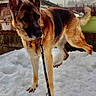 dog, german_shepherd, snow, leash, outdoor, pet, animal, canine, winter, fence, plant_pot, tree_branch, fur, alert, standing, backyard, nature, cold, portrait, domestic_animal