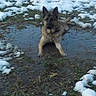 german_shepherd, dog, muddy_puddle, snow, outdoor, grass, animal, pet, lying_down, winter, wet, nature, canine, fur, ears, portrait, looking_at_camera, screenshot, phone_interface, date_time