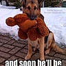 german_shepherd, dog, stuffed_toy, teddy_bear, snow, pavement, outdoor, animal, pet, brown, black, fur, canine, sitting, toy, cute, winter, playful, mammal, text_overlay