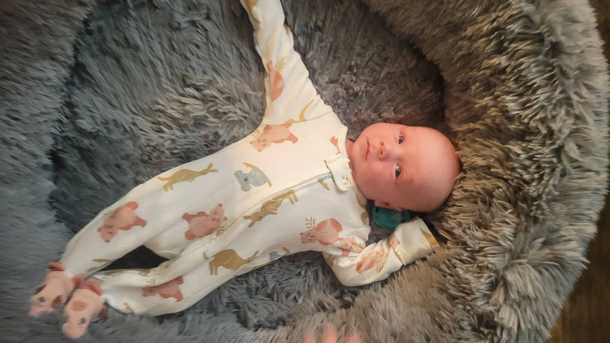 Dax is registered to the contest to win money with this photo: baby, baby_toddler_clothing, child, comfort, doll, fawn, flesh, foot, fur, human_leg, linens, mammal, pattern, person, skin, stuffed_toy, toddler, toy, vertebrate, wood
