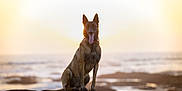 Peach a rejoint le concours — aidez-le/la à gagner de superbes lots ! animal, brown_fur, canine, dog, happy, landscape, mammal, nature, ocean, outdoor, pet, portrait, quiet, rock, shore, sitting, sunlight, sunset, tongue_out, water