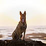 animal, brown_fur, canine, dog, happy, landscape, mammal, nature, ocean, outdoor, pet, portrait, quiet, rock, shore, sitting, sunlight, sunset, tongue_out, water