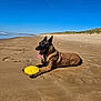 Peach a rejoint le concours — aidez-le/la à gagner de superbes lots ! animal, beach, blue_sky, canine, collar, daylight, dog, dunes, frisbee, leisure, nature, outdoor, pet, playing, recreation, relaxing, sand, summer, sunny, tongue_out