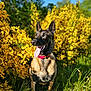 Peach participe au concours pour gagner de l'argent avec cette photo : animal, blue_sky, bright, canine, collar, dog, garden, green_grass, happy, mammal, nature, outdoor, pet, plant, portrait, spring, summer, sunlight, tongue_out, yellow_flowers