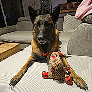 Peach participe au concours pour gagner de l'argent avec cette photo : alert, black, brown, canine, couch, cozy, dog, ears, fur, furniture, home_interior, indoor, living_room, paws, pet, plush_toy, reindeer, relaxed, seated, toy