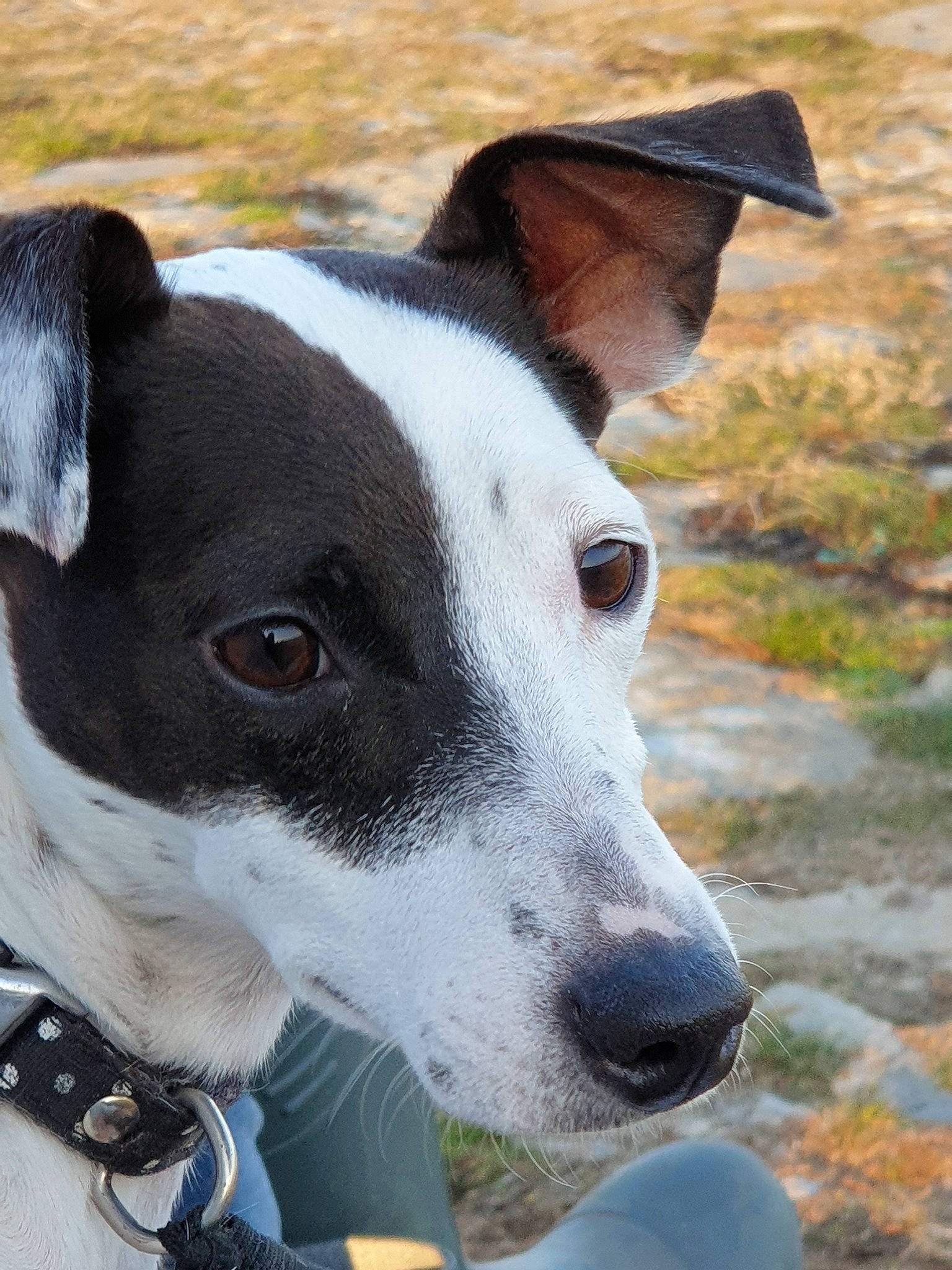 Lidzy participe au concours pour gagner de l'argent avec cette photo : canidae, carnivore, dog, dog_breed, feist, mammal, rare_breed_dog, snout, sporting_group, vertebrate, whiskers