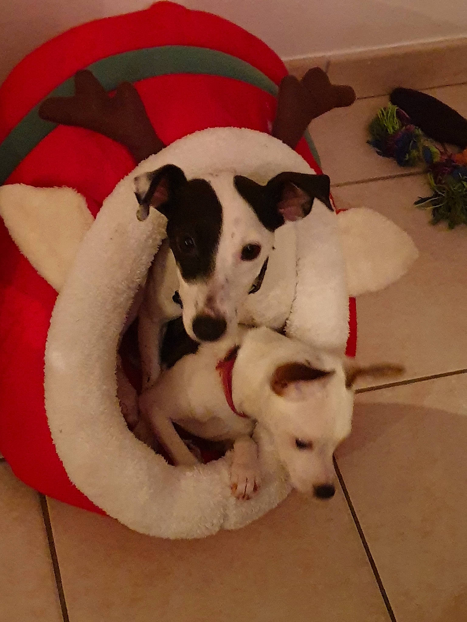 Lidzy participe au concours pour gagner de l'argent avec cette photo : canidae, carnivore, companion_dog, dog, dog_breed, jack_russell_terrier, mammal, parson_russell_terrier, ratonero_bodeguero_andaluz, vertebrate