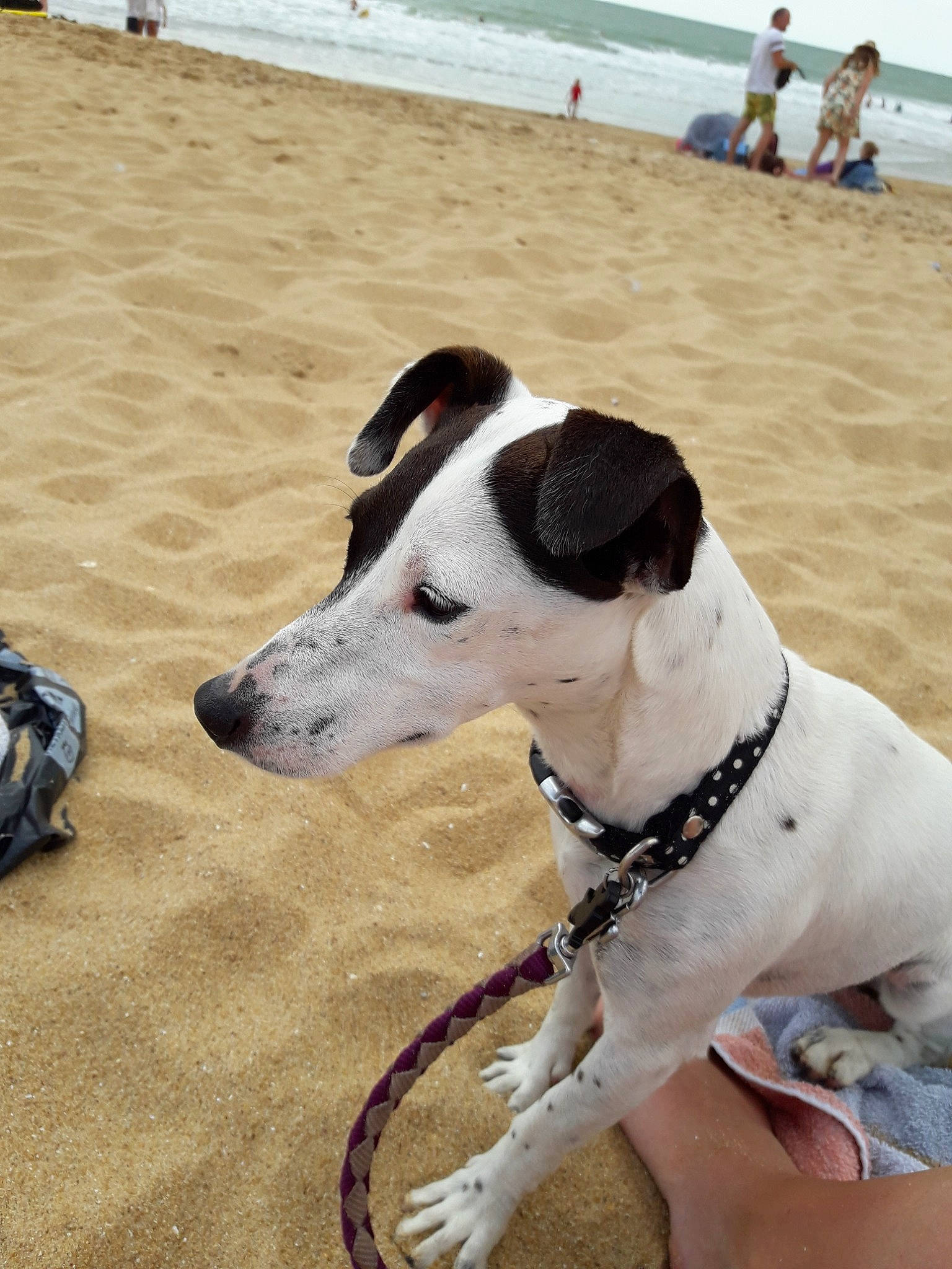 Lidzy a rejoint le concours — aidez-le/la à gagner de superbes lots ! beach, canidae, carnivore, companion_dog, dog, dog_breed, dog_collar, jack_russell_terrier, leash, mammal, non_sporting_group, rare_breed_dog, rat_terrier, russell_terrier, sand, smooth_fox_terrier, snout, sporting_group, vacation, vertebrate