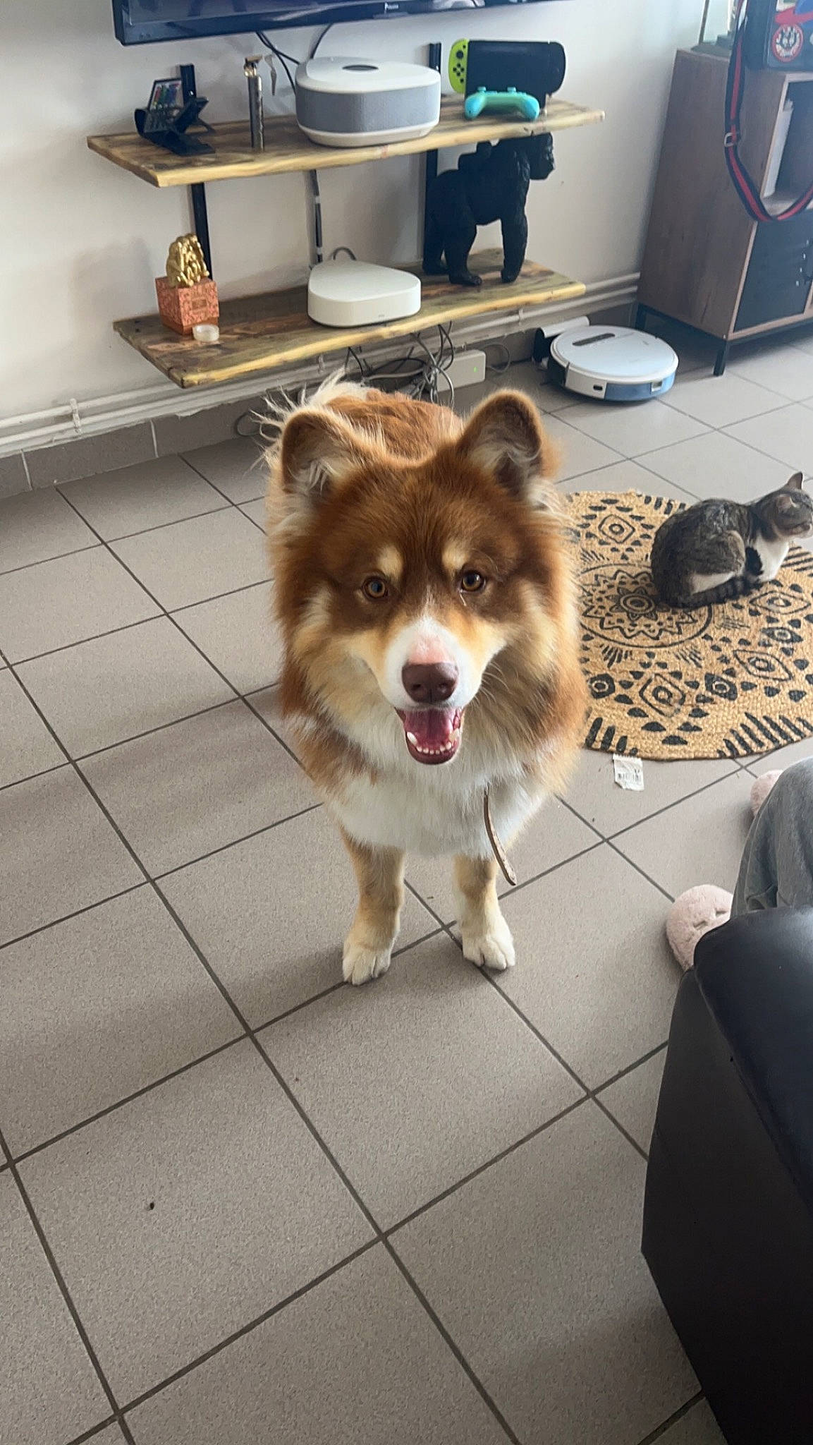 Diego a rejoint le concours — aidez-le/la à gagner de superbes lots ! canis, carnivore, companion_dog, dog, dog_breed, door, fawn, floor, flooring, fur, gas, kitchen_appliance, sidewalk, sled_dog, snout, tableware, tail, whiskers, working_animal, working_dog