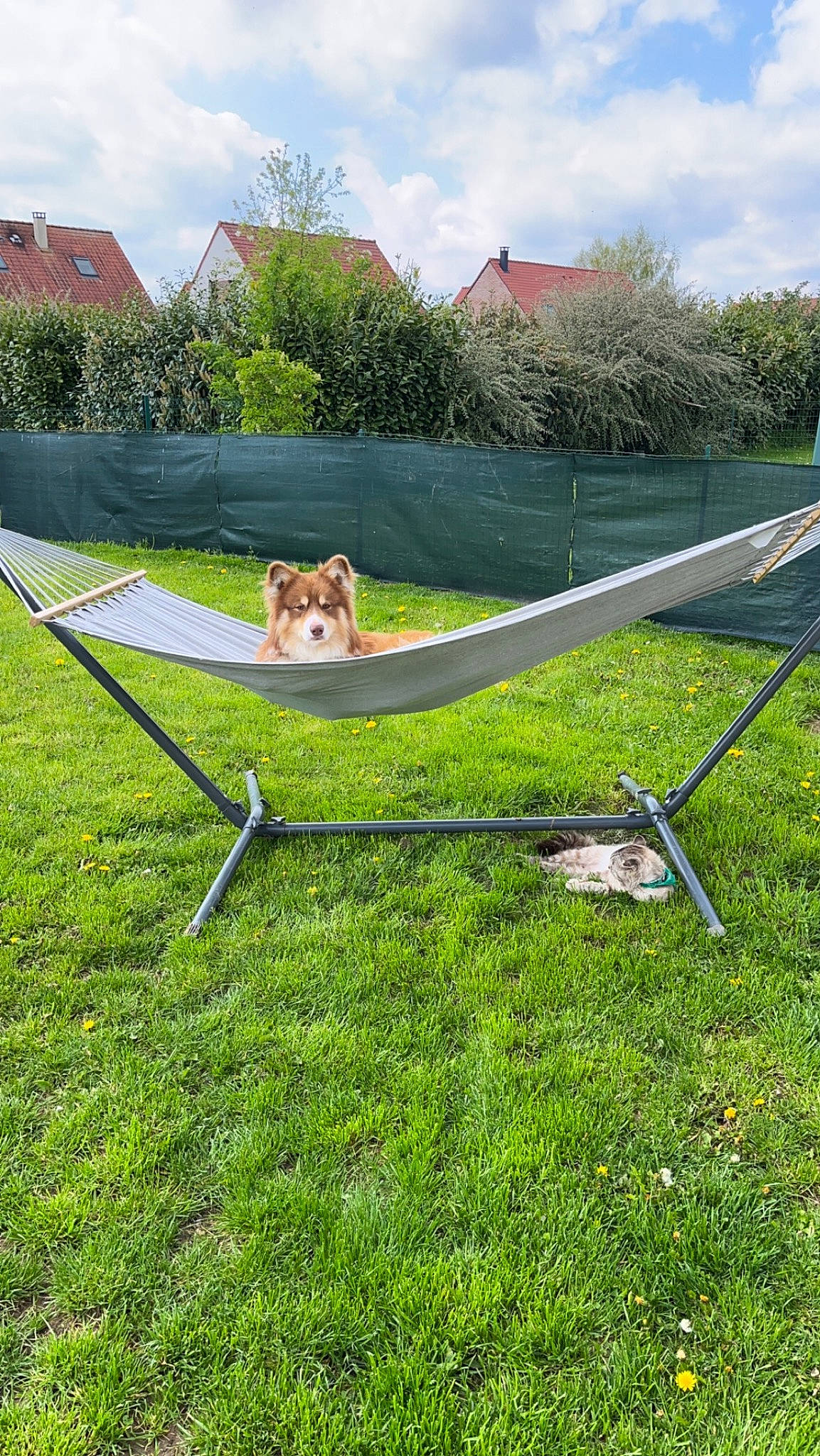 Diego a rejoint le concours — aidez-le/la à gagner de superbes lots ! carnivore, chair, cloud, companion_dog, dog_breed, fawn, grass, grassland, groundcover, land_lot, landscape, lawn, leisure, meadow, outdoor_furniture, plant, recreation, shrub, sky, tree
