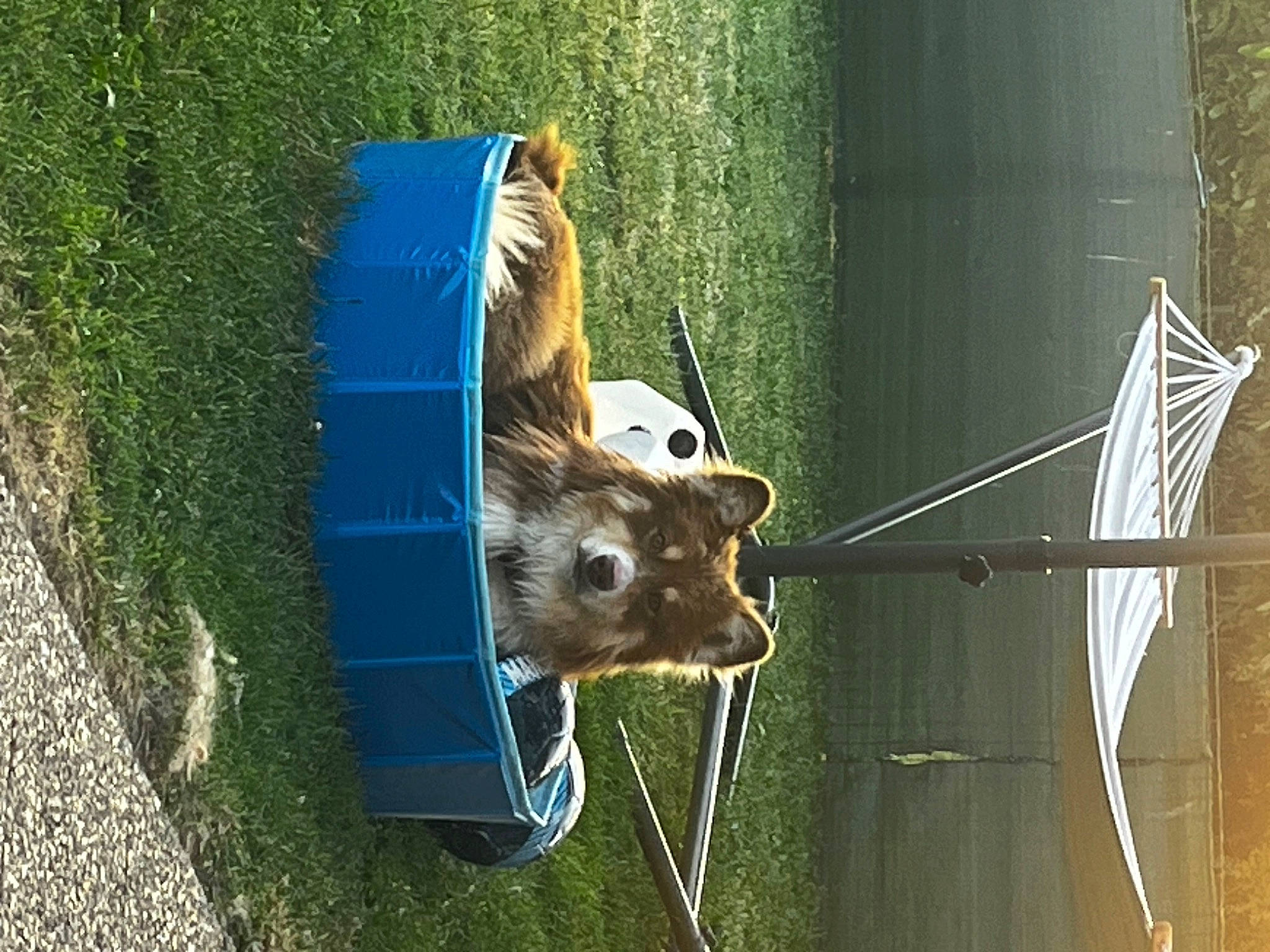 Diego a rejoint le concours — aidez-le/la à gagner de superbes lots ! canidae, carnivore, dog_breed, electric_blue, fawn, fur, grass, pet_supply, rodent, snout, sporting_group, tail, terrestrial_animal, trunk, whiskers, wildlife, wood